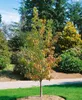 Liquidambar styraciflua 'Worplesdon', Amberbaum, 80–100 cm Produktbild-Vorschau 10