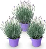 Lavandula angustifolia Munstead - lawenda - mrozoodporna - Podgląd zdjęcia produktu 2