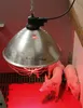 Promiennik podczerwieni Kerbl 5.0mtr. 35cm Reflektor Podgląd zdjęcia produktu 3