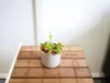 Gardners Dionaea, priemer 9 cm Náhľad obrázku produktu 3