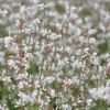 Gaura lindheimeri Candela splendida Piantina perenne 60 Anteprima dell’immagine prodotto 1