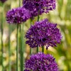 Alliumzwiebeln - 30 Stk - Allium 'Purple Sensation' - Produktbild-Vorschau 5