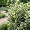 Green boutiQ - 24x Euonymus japonicus White Spire - Produktbild-Vorschau 4