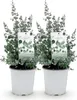 Eukalyptus Eucalyptus gunnii - 2 rostliny - mrazuvzdorný - Náhled obrázku produktu 1