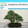 SAFLAX Dárková sada - Jalovec čínský - Juniperus chinensis Náhled obrázku produktu 10