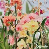 Orchidea Tekuté Hnojivo 10 L – 3-4-3 NPK – Pro Orchidey – Náhled obrázku produktu 9