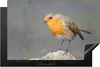 KitchenYeah© Herdabdeckplatte Vogel - Rotkehlchen - Felsen Produktbild-Vorschau 1