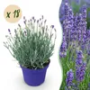 GreenboutiQ - Gartenpflanze - Lavandula angustifolia Produktbild-Vorschau 2