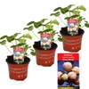 Weisse Erdbeere Snow White mit 3 Pflanzen Fragaria Produktbild-Vorschau 1