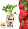 GreenboutiQ - Obstpflanzen - Erdbeere - Fragaria Maxim - Produktbild-Vorschau 2