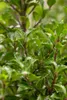 Ilex meserveae 'Heckenfee', ostrokrzew, zimozielony, 40-50 Podgląd zdjęcia produktu 2