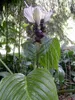 Weiße Fledermausblume (Tacca integrifolia)  - 10 Samen Produktbild-Vorschau 2