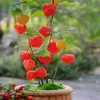 Bloomique - Zestaw 3 szt. - Physalis Alkekengi Franchetii - Podgląd zdjęcia produktu 1