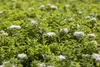 Spiraea japonica 'Albiflora', Japanische Spiere, weiß, Produktbild-Vorschau 3