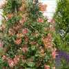 2 x Geißblatt American Beauty (Lonicera): 2-er set Produktbild-Vorschau 3