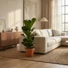 Ficus lyrata, noto anche come "ficus violino", pianta da Anteprima dell’immagine prodotto 3