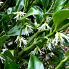 2 x  Sarcococca hookeriana « Humilis »  | 20-25 cm en Voir les images du produit 2