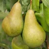 Abate Fetel Herbstbirne Birnenbaum als Buschbaum ca. Produktbild-Vorschau 1