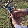 A person's hands are shown pruning a vine with pruning shears. Náhled obrázku produktu