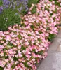BALDUR Garten 3x Alpin-Rose Cutie Pie®, Pflanzen im 9x9 Produktbild-Vorschau 3