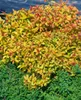 Japanische Spiere Goldflame 10-15 cm, im Topf - Spiraea Produktbild-Vorschau 4