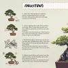 Scharfe Bonsai Schere aus Stahl - Traditionelles Bonsai Produktbild-Vorschau 7