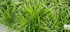 Stauden Gänge 1 x Carex morrowii 'Irish Green' im 1 Liter Produktbild-Vorschau 7