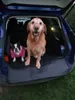 Copriauto per il cane Dexter M Anteprima dell’immagine prodotto 6