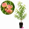 Prunus persica 'Saturne', pêcher, variété à fruits plats, Voir les images du produit 1