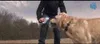 A person is petting a dog outdoors, holding a blue brush. Produktbild-Vorschau