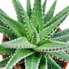 Haworthia fasciata - malá rostlina v květináči 5,5 cm Náhled obrázku produktu 2