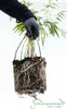 Fargesia rufa 80/100 cm hoch, im 3 Liter-Topf Produktbild-Vorschau 7