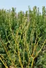 Cornus sericea 'Flaviramea', dereń żółty, 80-100 cm Podgląd zdjęcia produktu 6