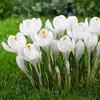 Krokus Jeanne d'Arc, witte bloembollen, 50 stuks. Productafbeelding-voorbeeld 8