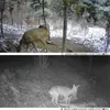 telecamera 1080P IP65 da 2,0 pollici per animali selvatici Anteprima dell’immagine prodotto 4