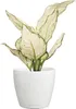 Stolní květináč LECHUZA CLASSICO Colour 12 DECO White | Náhled obrázku produktu 13