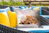 MuchoWow® Outdoor Kissen - Tiere - Hund - Kätzchen - Rot - Produktbild-Vorschau 4