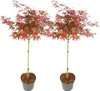 Two potted Japanese maple trees are displayed against a white background. Podgląd zdjęcia produktu