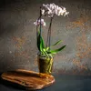 KADAX kvetináč "Menfi", kvetináč na orchideu, orchidea, Náhľad obrázku produktu 4