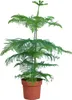 Bloomique - Araucaria Heterophylla - Sosna doniczkowa - Podgląd zdjęcia produktu 1