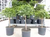 Kaviarlimette 65 - 75 cm | grüner Kaviar | Zitrusbaum | Produktbild-Vorschau 10