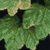 Zestaw do haftu krzyżykowego Riolis "Malwa", wzór liczony Podgląd zdjęcia produktu 4