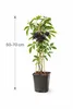 Holunder Haschberg 50–70 cm – Schwarzer Holunder (Sambucus Produktbild-Vorschau 2