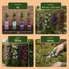 Green boutiQ - Klimplant - Clematis Rainbow - Bloem Roze Voir les images du produit 6