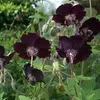 6 x Braunblütiger Storchschnabel - Geranium phaeum  | Topf Produktbild-Vorschau 1