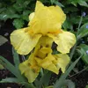 6 x kosatec  - Iris pumila 'Brassie'  | Květináč 9 cm x 9 Náhled obrázku produktu 2