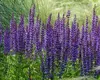 Stauden Gänge 3 x Salvia sylvestris 'Mainacht' im 1 Liter Produktbild-Vorschau 6