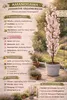 Japanische Säulenkirsche Amanogawa 100–120 cm – Prunus Produktbild-Vorschau 2