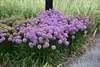 Stauden Gänge 1 x Allium ‚Millenium' im 1 Liter Topf - Produktbild-Vorschau 3