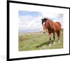 MuchoWow® Gerahmtes Poster Pferd - Licht - Schatten 80x60 Produktbild-Vorschau 1